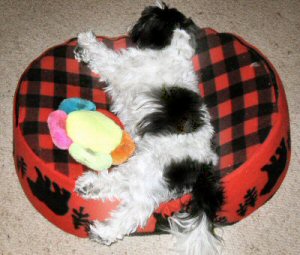 Sleeping new position