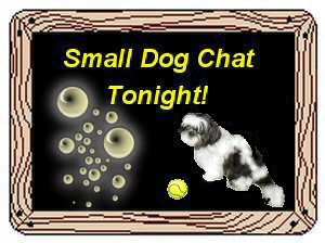 Small dog chat