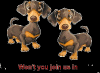 Small Dog Chat....doxies