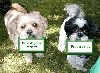 Small dog chat tonight...