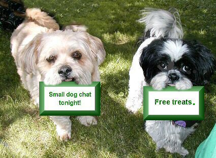 Small dog chat tonight...