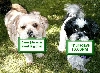 Chat Benji and Katie signs