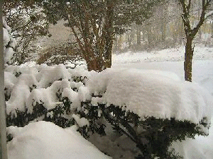 Snow...difference a day makes
