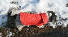 Snow...patch of dirt...