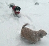 Snow Benji and Katie