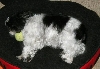 Someone may take my tennis ball