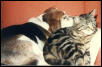 Chipper and Spijo sleeping