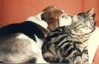 Chipper and Spijo sleeping