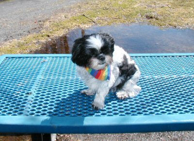 Spring, bench...puddle