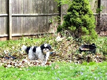 Spring clean up helper Katie