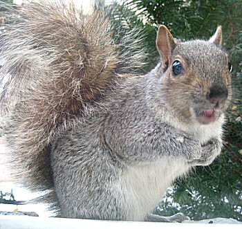 Squeaker latest