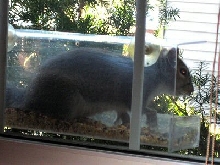 Squeaker bird feeder
