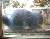 Squirrel in bird feeder