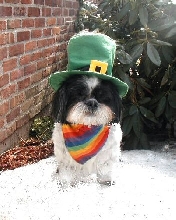 St Patty two...smaller