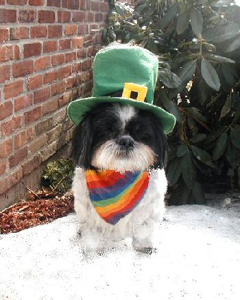 St Patty two...smaller