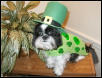 St. Patrick Katie DR