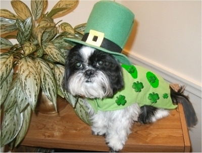 St. Patrick Katie DR