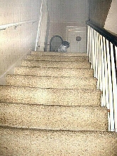 Stairs...Katie