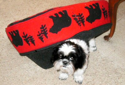 Still a pup at heart...