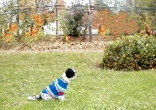 Sweater...leaves