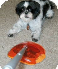 Swiffer Katie