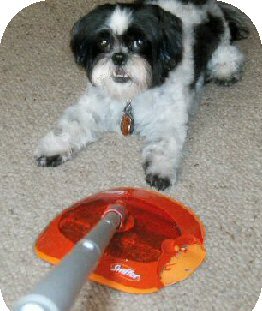 Swiffer Katie