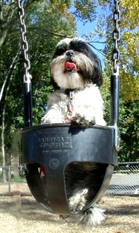 Swing Katie