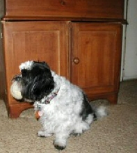 Tennis ball in mouth..