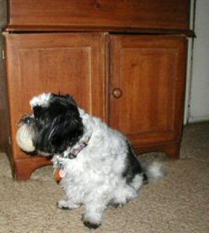 Tennis ball in mouth..