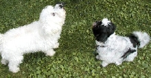 Thomas and Katie waiting for a treat.