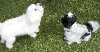 Thomas and Katie waiting for a treat.