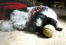 Tired out Katie