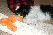 Too tired to play...