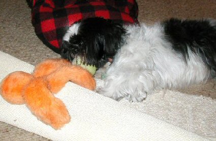 Too tired to play...