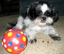 Treat ball...multi colored