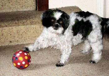 Treat Ball Katie