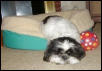 Treat ball