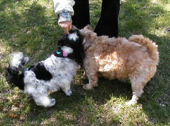 Benji, Katie...treats