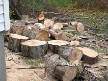 Tree logs