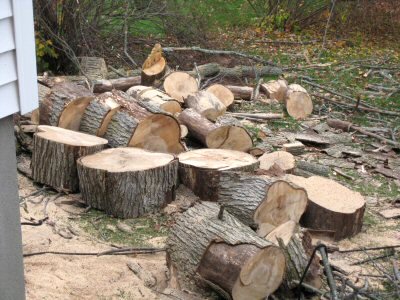 Tree logs