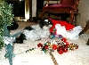 Tree down mess