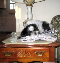 Tuckered out