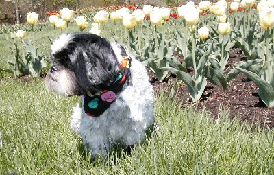 Tulips Katie