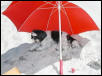 Beach umbrella Katie