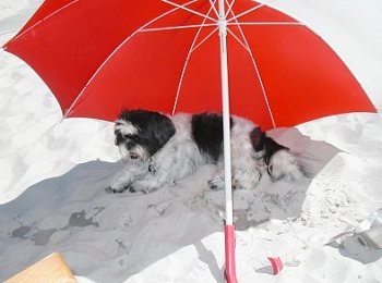 Beach umbrella Katie