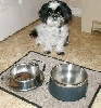 Water dish