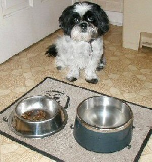Water dish