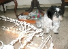 Wanna play