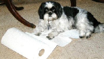 Paper towels