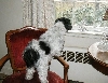 Watchdog Katie